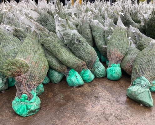 alberi natale