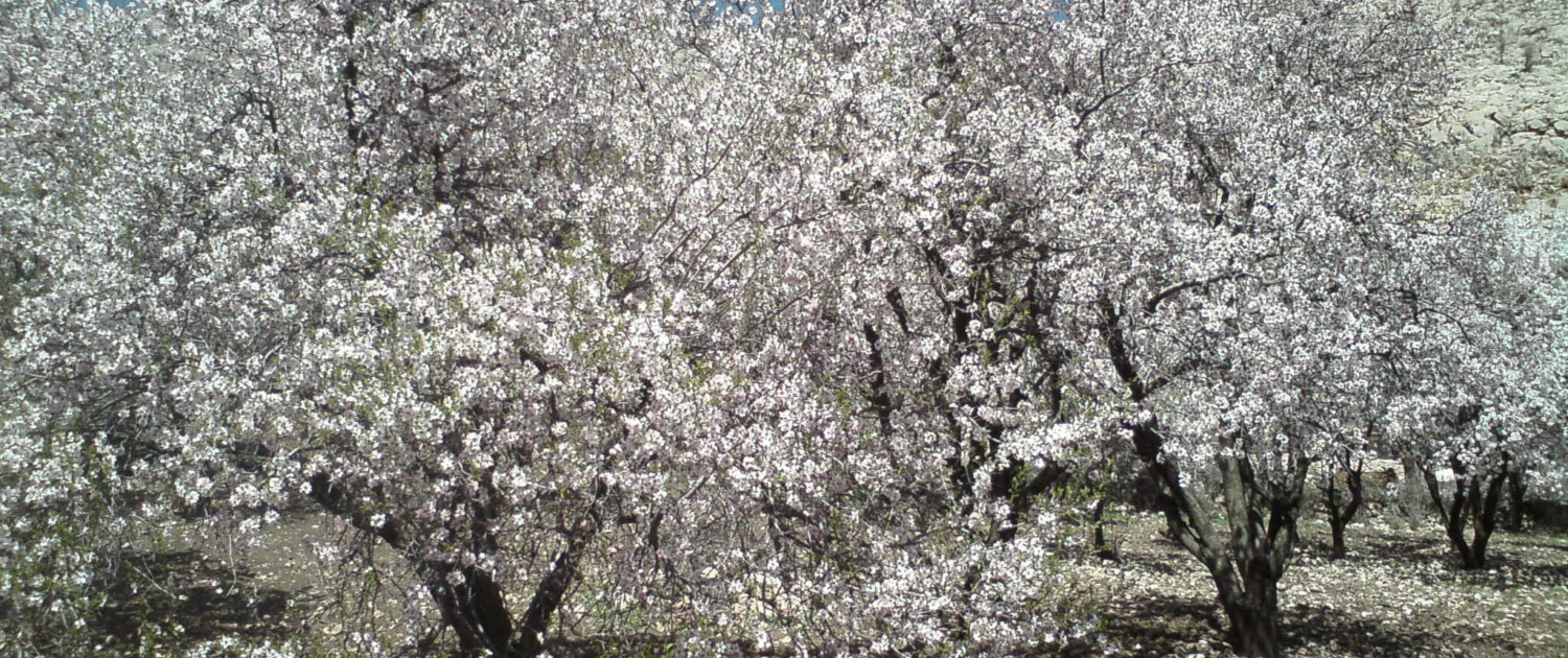 Almond_Flowers