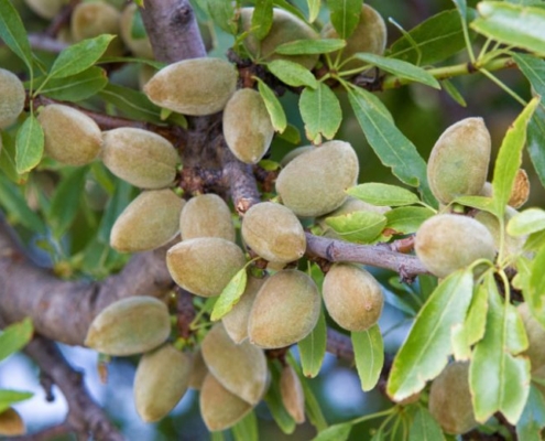 mandorle
