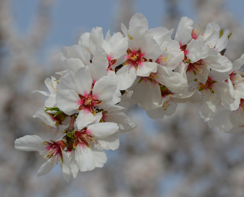 fiore mandorlo