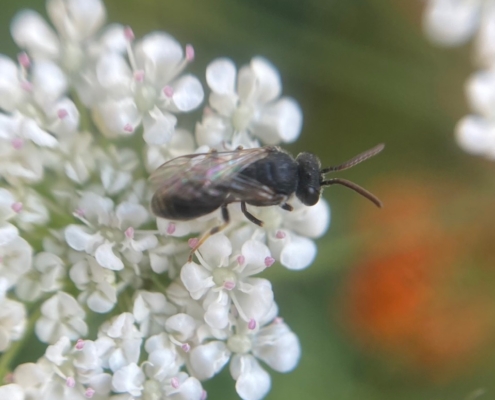 Hylaeus nigritus