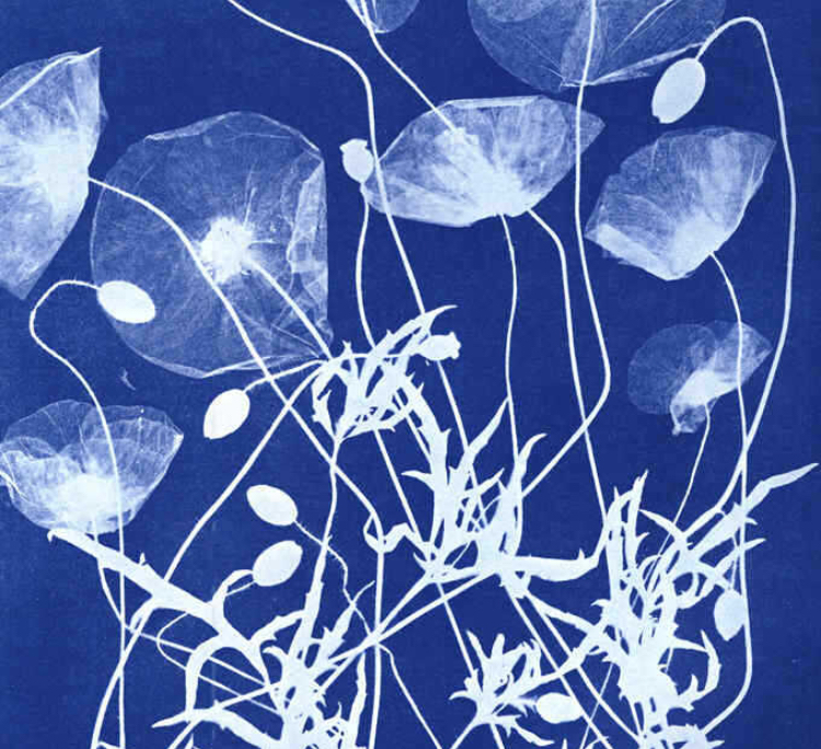 anna atkins