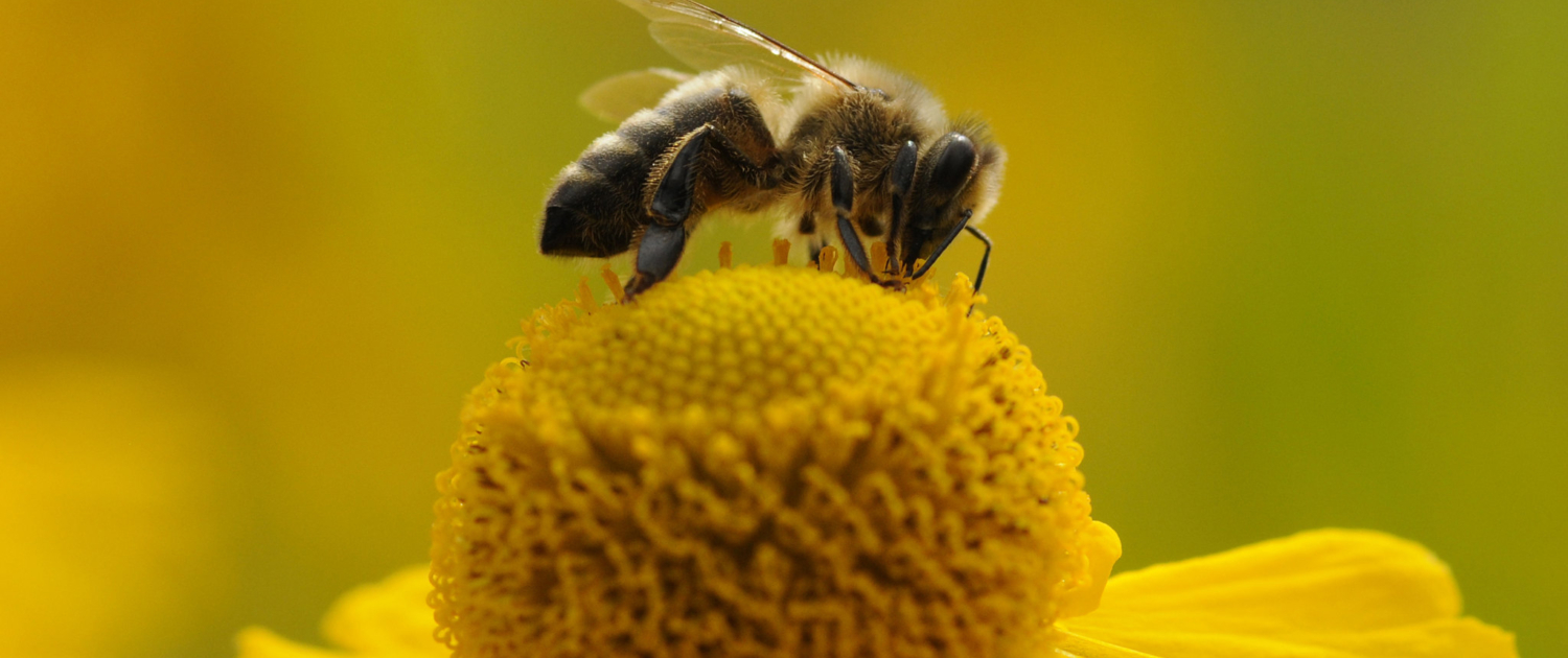 The Pollinator by William Richardson impollinatori