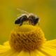 impollinatori