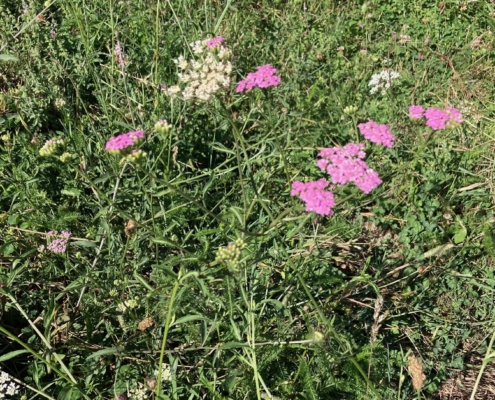 achillea