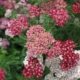 achillea