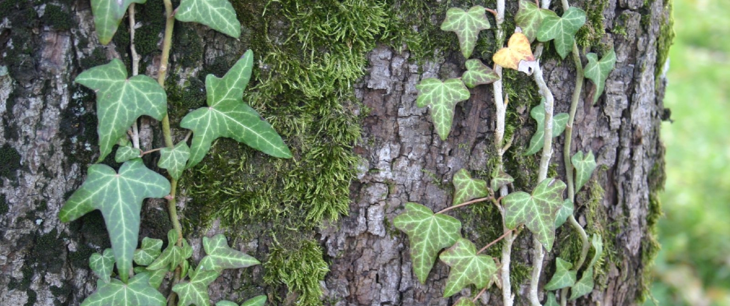 Ivy leafs II edera
